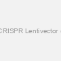 Ptpn1 sgRNA CRISPR Lentivector (Rat) (Target 3)